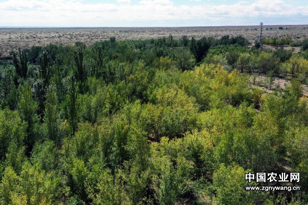 绿色屏障锁住“红色公?！薄诿晒盼诶疾己蜕衬?00公里防风固沙带建成记