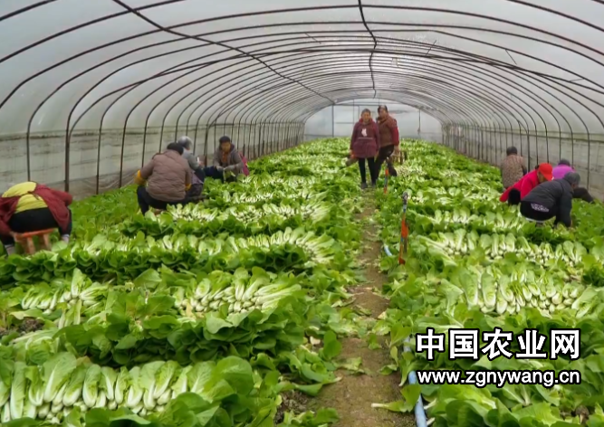 四川各地冬菜迎丰收 保障市民“菜篮子”